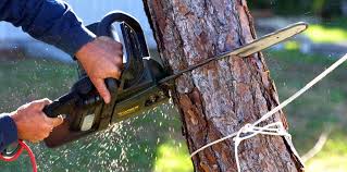 Best Tree Health Inspection  in Ridge Manor, FL