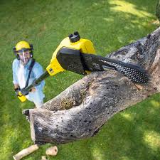 Reliable Ridge Manor, FL Tree Removal Solutions