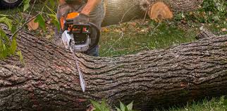 Best Lawn Irrigation Installation and Maintenance  in Ridge Manor, FL
