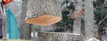 Best Hazardous Tree Removal  in Ridge Manor, FL