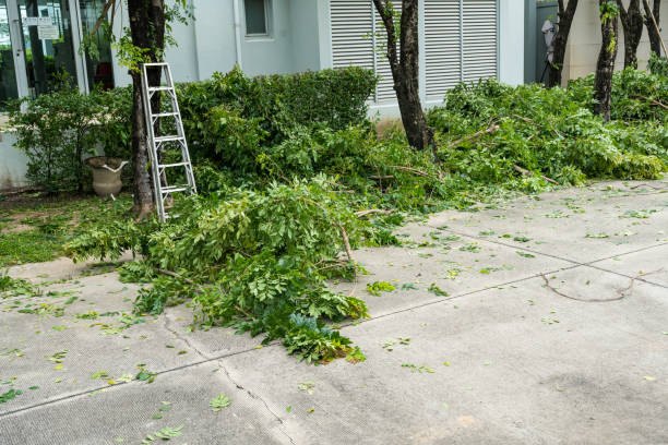 Best Tree Disease Treatment  in Ridge Manor, FL