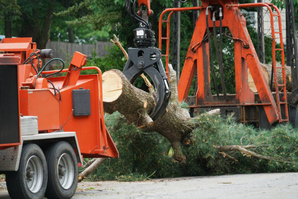  Ridge Manor, FL Tree Removal Pros
