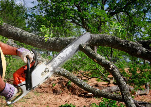 How Our Tree Care Process Works  in  Ridge Manor, FL
